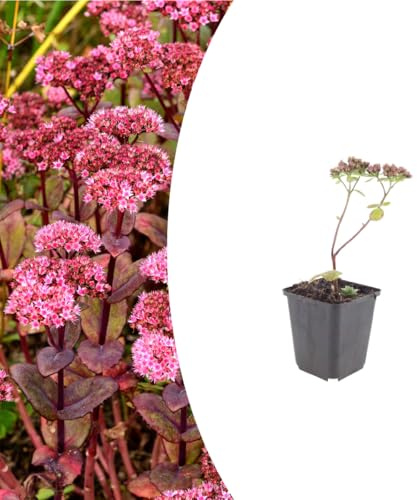 Sedum 'Matrona' | 12 piezas - 10-25cm - Ø9cm - Planta de jardín