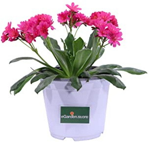 Pianta di Lewisia pianta da fiore varie colorazioni pianta vera da fiore pianta ornamentale di Lewisia pianta da esterno venduta da eGarden.store (Fucsia)