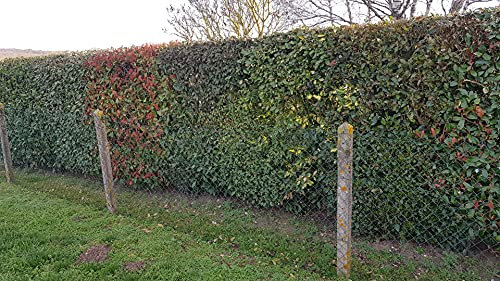 Kit haie persistante/Mélange de plante pour haie ne perdant pas son feuillage