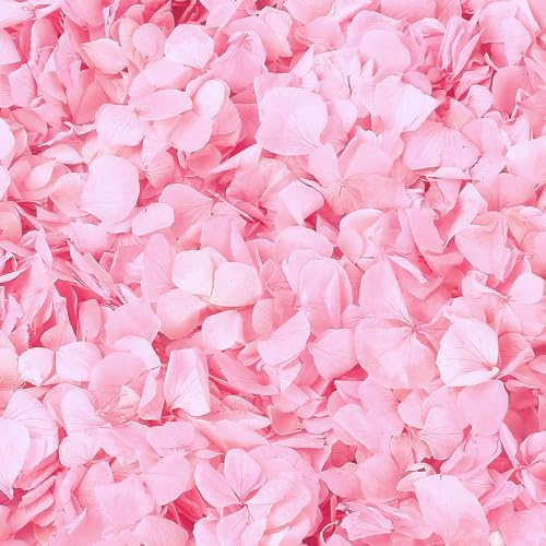 1 500 st äkta rosa hortensia blomblad för – 30 ml naturliga torkade rosa kronblad för romantisk natt, hennes set, förslagsdekor, blomflickkorg, kön avslöjande