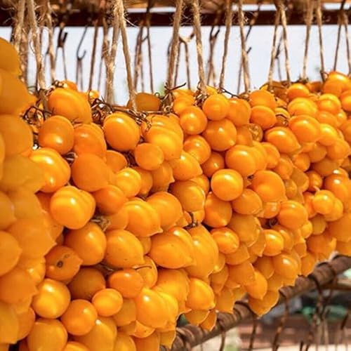 50 semi pomodoro PIENNOLO DEL VESUVIO GIALLO Solanum lycopersicum