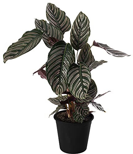 Calathea Ornata Large Indoor House Plant Real Evergreen Tall Big Rare Plants (70-80cm (Incl. Pot))
