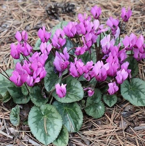 Nouvelles graines de fleurs de cyclamen fraîches 100 pièces