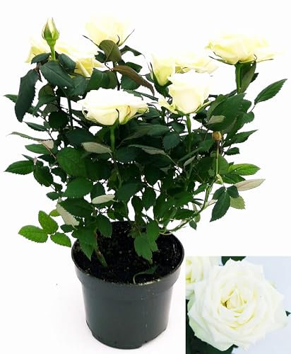 POWERS TO FLOWERS - ROSA DA GIARDINO RAMPICANTEe RIFIORENTE, ROSA BIANCA, Pianta Vera