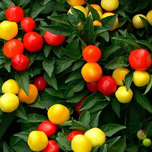 TOYHEART 100 Stück Premium Gemüsesamen, Gemischte Chilisamen Prolific Leicht Zu Züchten Hochkeimende Natürliche Gemüsesämlinge Für Den Garten MISCHEN