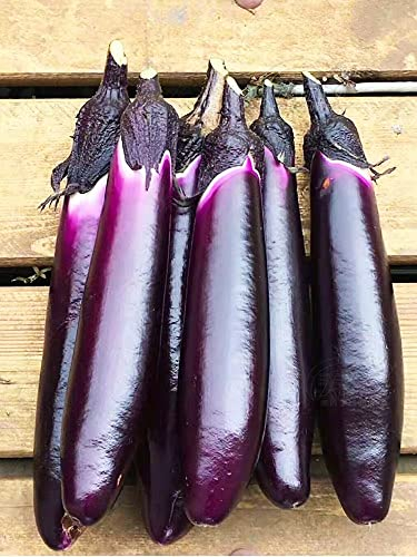 NO-GMO 180 Samen, italienische lila Auberginensamen mit hohem Ertrag Gemüsesamen für die Pflanzung Home Garden Heirloom Samen