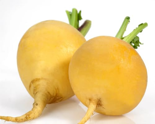 New Fresh 100pcs semi di rapa gialla vegetale