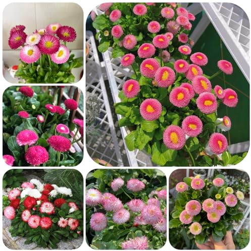 semi di margherita - balcone giardino resistenti perenni appartamento aiuola rialzata 1000pcs