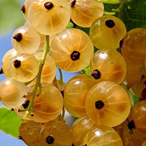 Ribes Witte Parel White Currant Plant - 20-30cm in Height - High Yielding Fruit Bush for The Garden