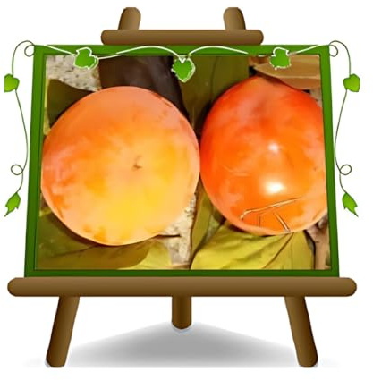 EURO PLANTS VIVAI Kaki Tipo plante fruitière ancienne en pot 20 cm hauteur 100-140 cm - Âge 2 ans