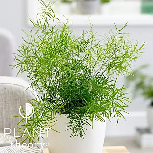 Plant Theory 30cm Asparagus Emerald Fern Densiflorus Sprengeri Group Indoor Plant 12cm Pot