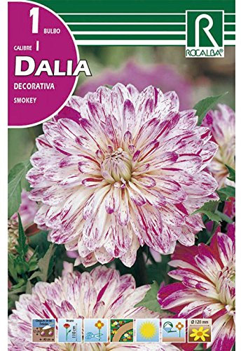 BULBO DALIA SMOKEY - 1 UD.…