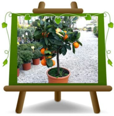 Tarocco Orange Agrumes Arbre fruitier Hauteur: 60~80 cm Pot: 22 cm