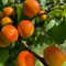 Semillas resistentes del albaricoquero cultivo de plantas albaricoquero Árboles de jardín resistentes semillas de arboles, plantas para lugares soleados Plantas de jardín perennes 10pcs
