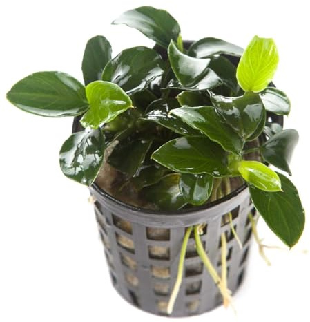 AquaBreedingSkill Anubias Nana – plante d’aquarium vivante pour eau douce, plante verte décorative pour aquarium, idéale pour poissons et crevettes – avec passeport phytosanitaire (Anubias Nana)