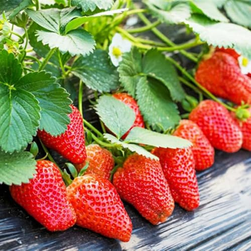 Semi di fragola da balcone, fresca di fragole sospese, acquistarere da frutto semi colonnari resistenti regali per giardinieri giardino 100pcs