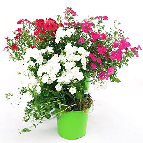 POWERS TO FLOWERS - PHLOX RIFIORENTE TAPEZZANTE BIANCO, ROSA, ROSSO VASO 13CM, 3 PIANTE, piante vere