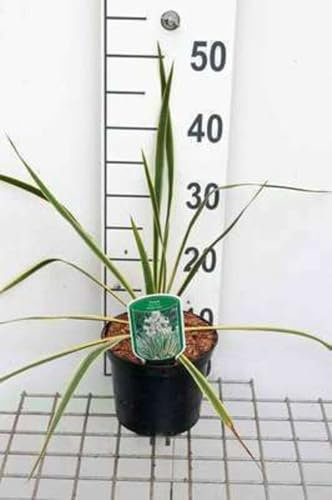 Yucca filamentosa - Yucca 30-40 cm en pot