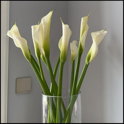 Calla zwiebeln,Winterharte pflanzen,calla pflanze knolle,calla lily,calla pflanze echt,calla winterhart mehrjährig,calla knollen angebot,calla outdoor,calla lily plant live.-2zwiebeln-G