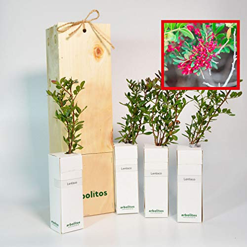 Pistachier Lentisque | Arbuste Méditerranéen | Arbre avec Fruits Comestibles | Jeune Pousse de 30 cm Reçue dans une Caisse en Bois Réutilisable | Pack 4 Unités