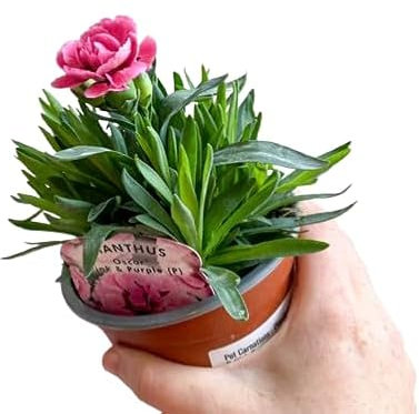 Planta de Clavel Natural - (Dianthus caryophyllus) Flores Exóticas y Perfumadas, Perfectas para Regalo y Jardinería