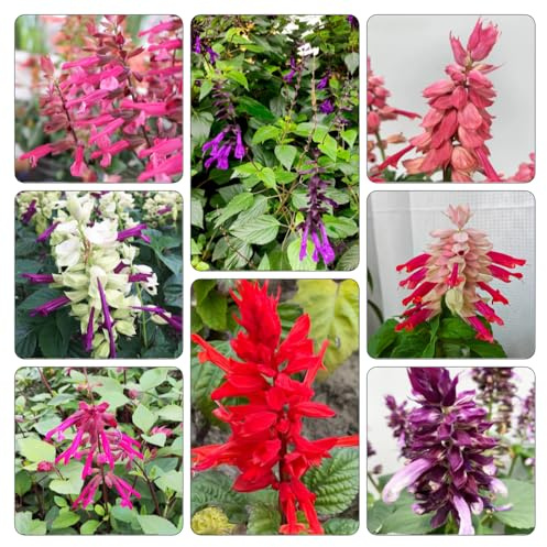 semi di salvia del fuoco, Salvia splendens arredamento soggiorno tappezzante resistente balcone serre decorazioni giardino per esterni 350pcs