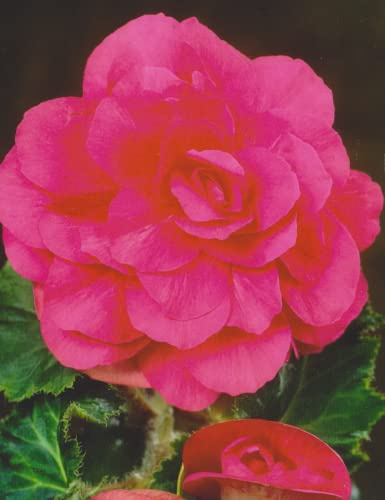 Blumenhandel Ullrich Begonien Großblütig gefüllt in rosa Knollenbegonien Blumenzwiebeln (5 Blumenzwiebeln)
