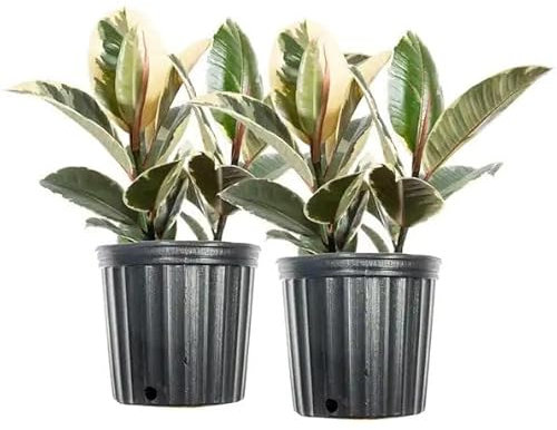 Ficus Tineke | Pack 2 Árboles | DECOALIVE | Plantas Naturales de Interior | Ficus Robusta Variegata | Ficus Elastica Bicolor