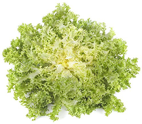 Mountain Valley Seed Co Endive Seeds Frisse 2 g Non-GMO Heirloom Open