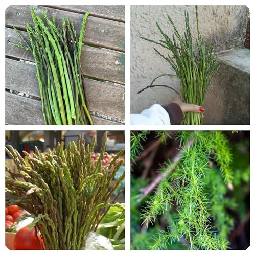 Semi di Asparagi Selvatici di Montagna NO OGM Wild Mountain Asparagus Seeds 25 Semi