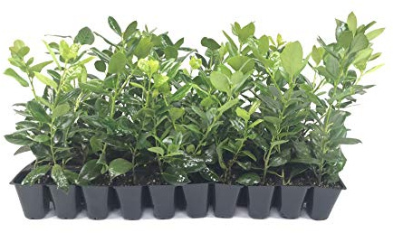 Nellie R. Stevens Holly - 10 Live Trees - Evergreen Privacy Plants