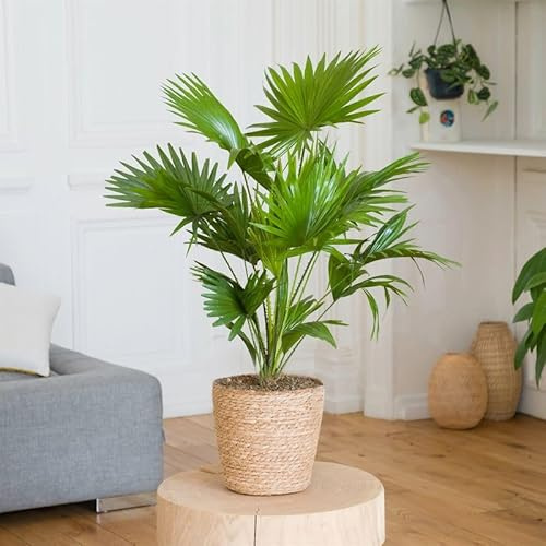 Fleurs et Délices - Plante verte - Plante d'intérieur - Palmier Livistona - 60/65 CM - avec cache pot - Fabrication Française Artisanale de Qualité - Plante à Offrir