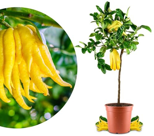 Meine Orangerie Buddhas Hand Zitrone Grande - veredelte Citruspflanze - Citrus Medica Digitata - duftende Rarität mit handförmigen Früchten - exotische Zitruspflanze für Garten & Terrasse