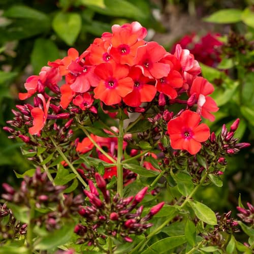 Bedwen Garden Phlox 'Orange Perfection' Plug Plant x3 – Intense Salmon‑Orange Flowers for Warm Borders, Summer Colour & Pollinators