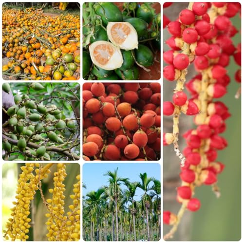 semillas de palma de nuez de betel, balcón columnares resistentes, variedades antiguas de frescas, decoración de jardín 6pcs