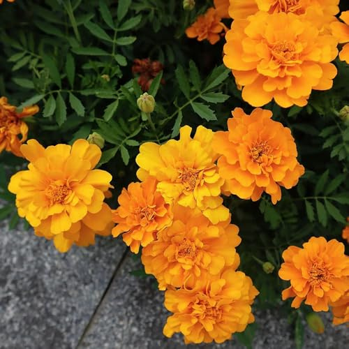 semillas de caléndula perenne en resistentes al aire libre de caléndula, tagetes patula, balcón perennes resistentes 400pcs