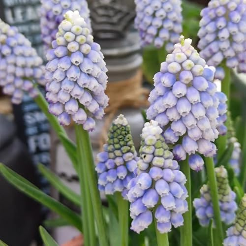 1bulbos de jacintos perennes resistentes - eciente perenne, jardín de regalos jacinto decorativas, reales de balcón