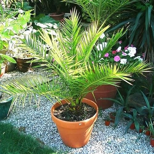 Dattelpalme kanarischer Seeds (Phoenix canariensis) 5-Seeds