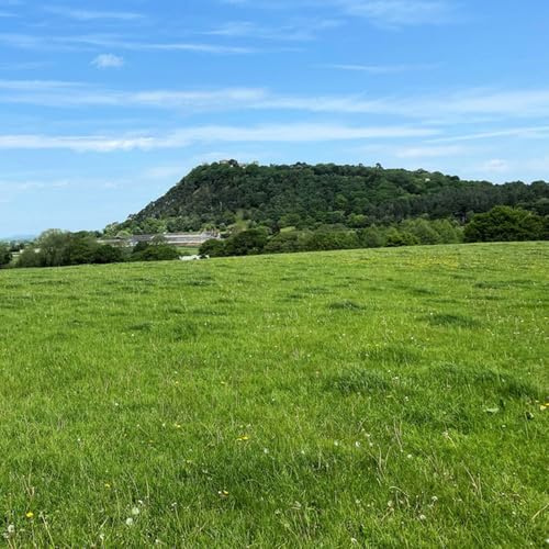 semillas de césped, regalos para los amantes del jardín Semillas de Zoysia, Las perennes son perennes resistentes de otoño 6000pcs