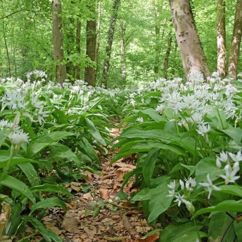 Semillas de ajo silvestre, semillas de ajo silvestre, Allium ursinum, Comprar de invierno 400pcs