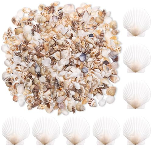 Zourglow 1000 Pezzi Misti Oceano Conchiglie, 10 Stile Mini Conchiglie di Mare Naturali e 8 Pezzi Grande Capasanta, Conchiglie Decorative per Fish Tank, Beach Tema Party, DIY, Matrimoniali