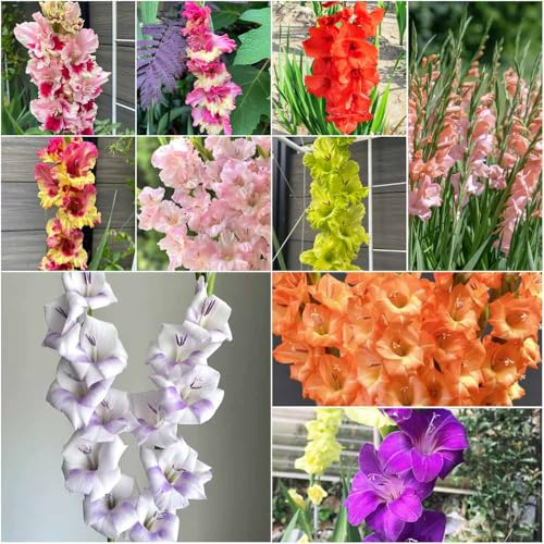 bulbi di gladioli perenni resistenti di giardino perenni resistenti rari - balcone ufficio bulbo giardino rocce 15pcs