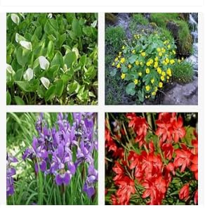 Kit 6 Piante Palustri da Fiore per Laghetto Naturale | Piante Acquatiche Vere Resistenti | Fioritura Colorata per Bordi Laghetto, Mini Pond e Giardino Acquatico