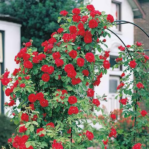 100pcs red Climbing Rose Flower Seeds