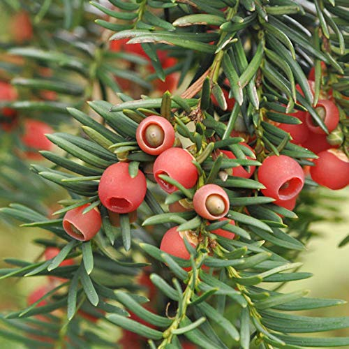Heimische Eibe Gewöhnliche Eibe 125-150cm - Taxus baccata - lebende Gartenpflanze aus den Baumschulen