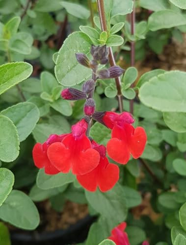 Salvia microphylla 'Royal Bumble' / Sauge à petites feuilles/Conteneur de 7 à 10 litres/Vivace