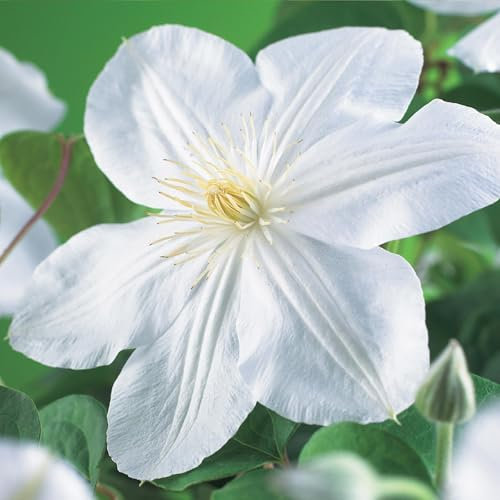GreenboutiQ - Kletterpflanze - Clematis Madame Le Coultre - blühend weiß - Wenig Pflege - 2 Pflanzen - Topf 11cm Höhe 40cm