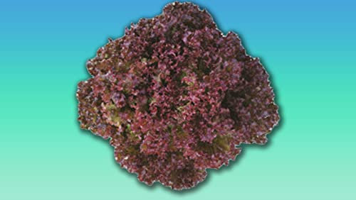 Planète graines - Lot de graines de laitue a couper lollo rossa - 0,3 grammes