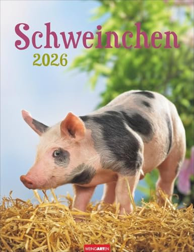 Schweinchen Kalender 2026: Wandkalender mit witzigen Fotos der liebenswerten Borstentiere. Ein Fotokalender, der Tierfreunde verzaubert. Tierkalender im Format 30 x 39 cm (Tierkalender Weingarten)