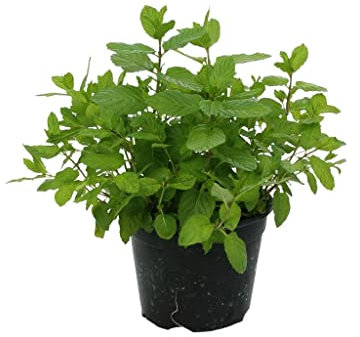 Menta piperita en maceta, diámetro 14 cm, 6 plantas